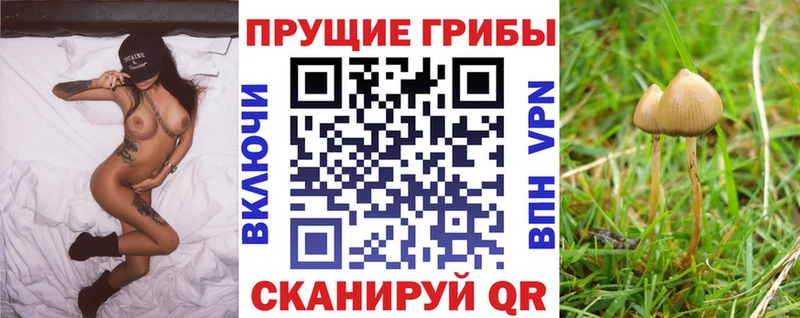 купить закладку  MEGA ТОР  Галлюциногенные грибы Psilocybe  Волчанск 